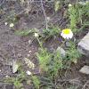 Weeds in Blossom Apr-May 074