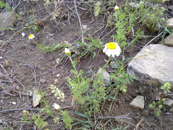 Weeds in Blossom Apr-May 074