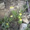 Weeds in Blossom Apr-May 076