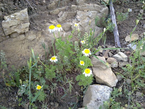 Weeds in Blossom Apr-May 076