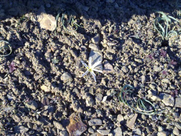 White Flower Blooming in January 1