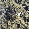 White Flower Blooming in January 2