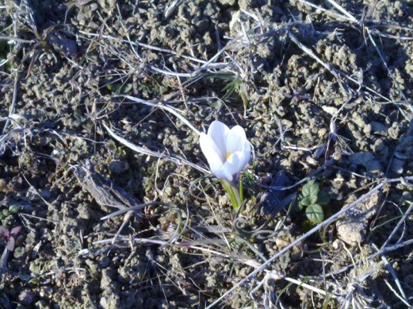 White-Violet Flower Blooming in January 2