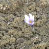 White-Violet Flower Blooming in January 3