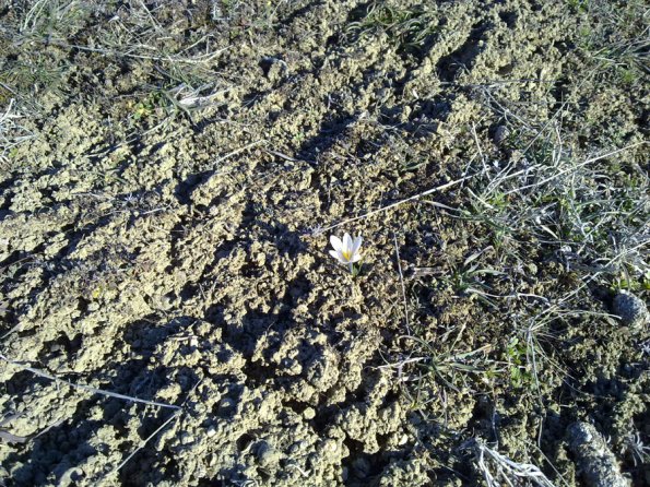 White-Violet Flower Blooms in January 1