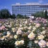 1974 Ташкент Розы у СовМина