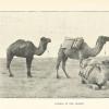 1910 Туркменистан Верблюды в Пустныне