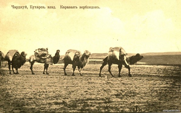 Караван верблюдов