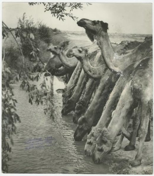 Весна в Каракумах.  Георгий Зельма, 1950-е годы