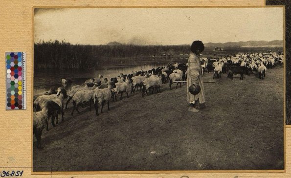 Туркмен со стадом овец на берегу Амударьи. Фотография З. З. Виноградова, 1914-й год