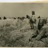 Урожай в колхозе 14 лет Октября. 1944-й год