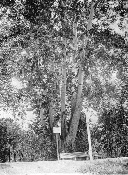 Чинара (платан)– гигант.  1900-1910