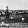 1900 Гюрген Туркменские стадо овец