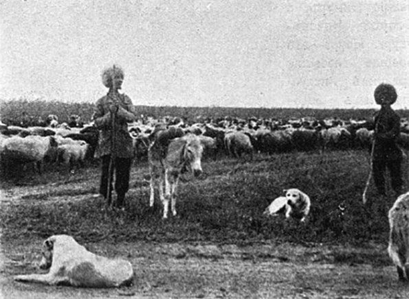 1900 Гюрген Туркменские стадо овец