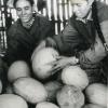 1962 Работницы Чарджоуской базы готовят дыни к отправке.  1962-й год