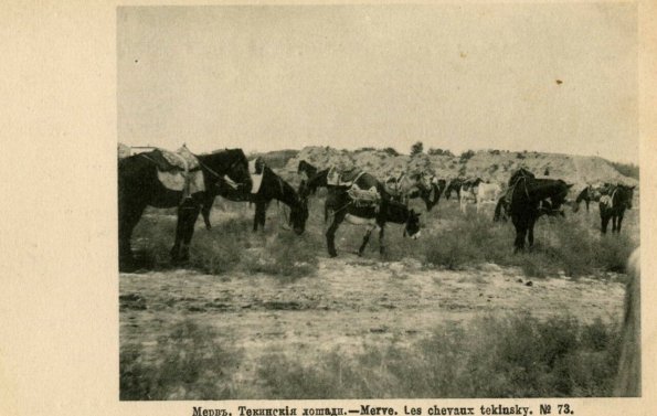 Мерв. Текинские лошади