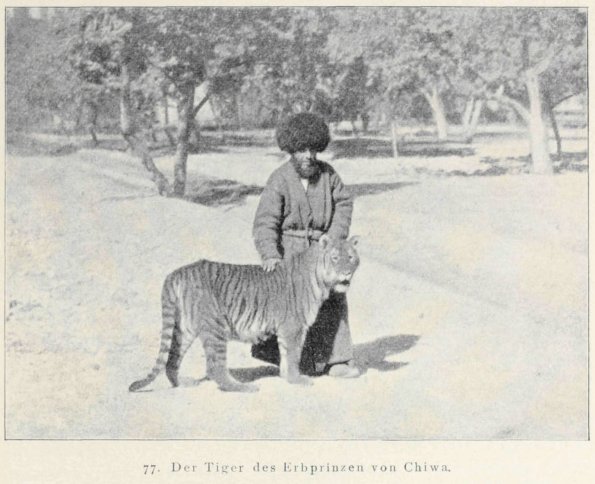 1890 Khiva Tiger