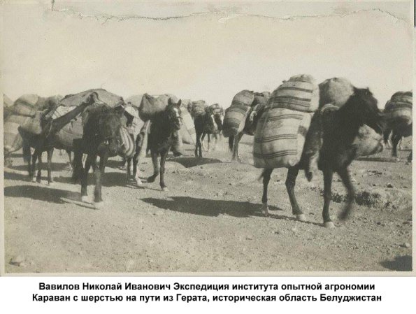 1924 Вавилов Николай Иванович Экспедиция Инст Опт Агр  Белуджистан 1