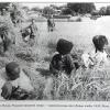 1930 Нохур Уборка Хлеба