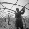 1935 Узбекистан Виноградари за Обрезкой