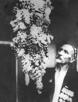 1954 Узбекистан Виноградарь Ризамат Мусамухамедов 2