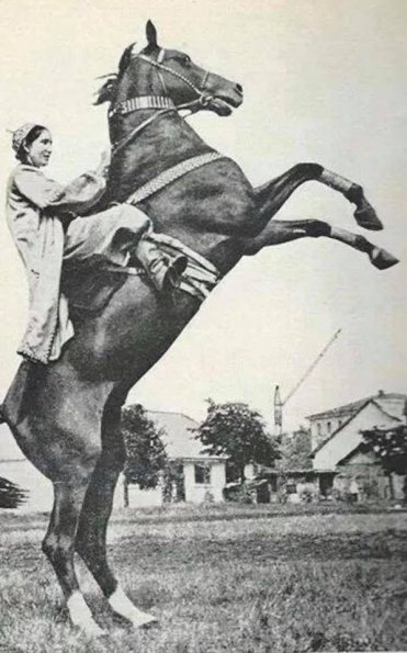 1959 Akhal-Teke Horsewoman